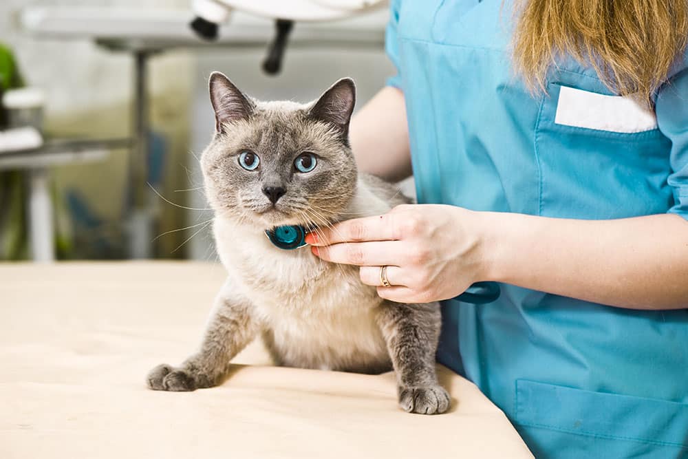 Blue Mist, a cherished pet honored in memory at Cane Bay Veterinary Clinic