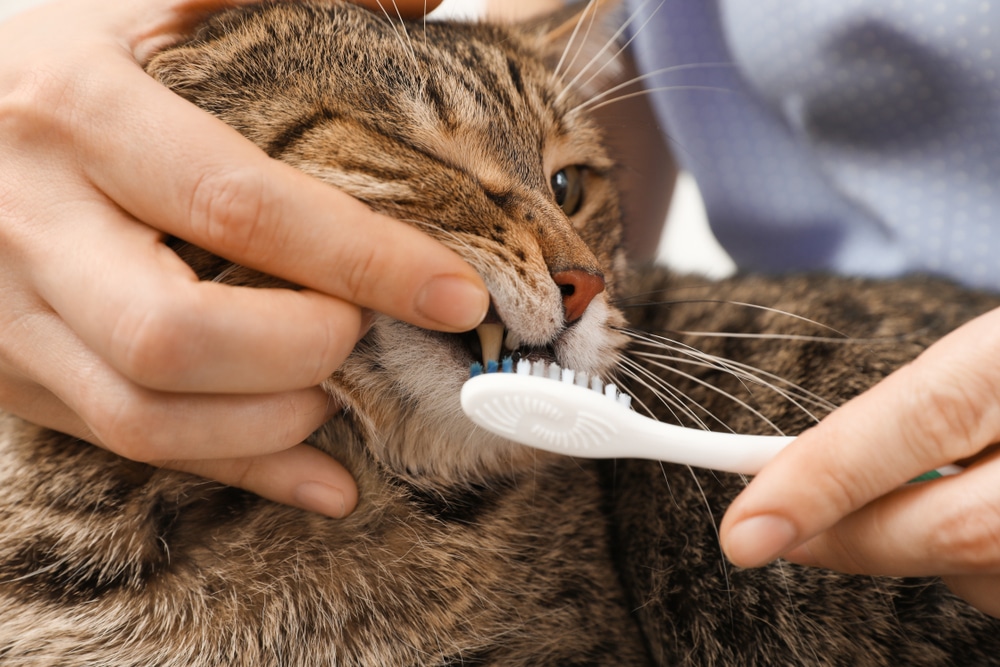A close-up shot of a person using a white toothbrush to clean the teeth of a tabby cat while gently holding its mouth open.