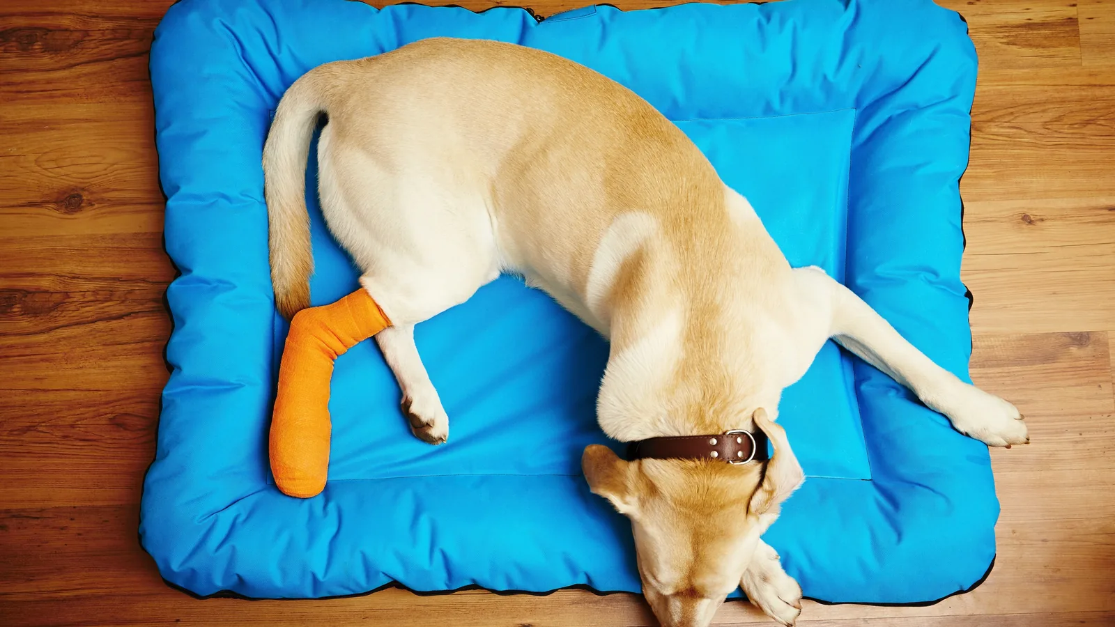 Yellow Labrador lying on a blue bed with an orange bandage on its leg after surgery