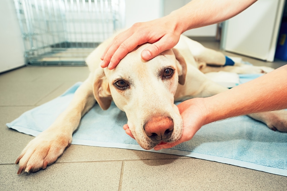 Labrador Retriever recovering from tumor surgery under veterinary aftercare monitoring