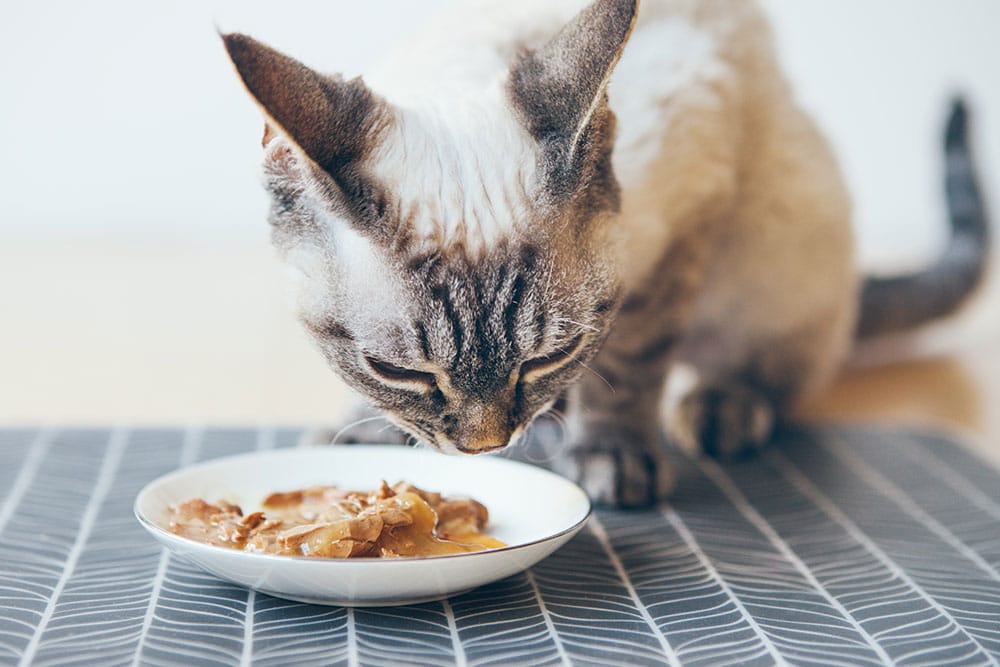 Cat eating wet food from a bowl, demonstrating proper nutrition and dietary support for feline health and hydration.