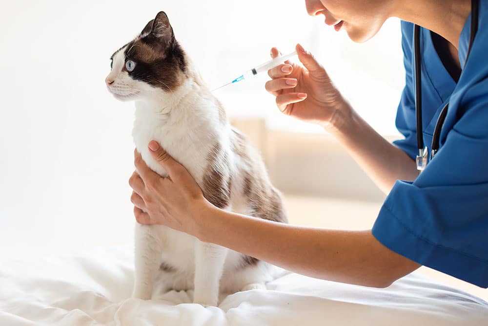 Veterinarian vaccinating a cat to protect against common feline diseases