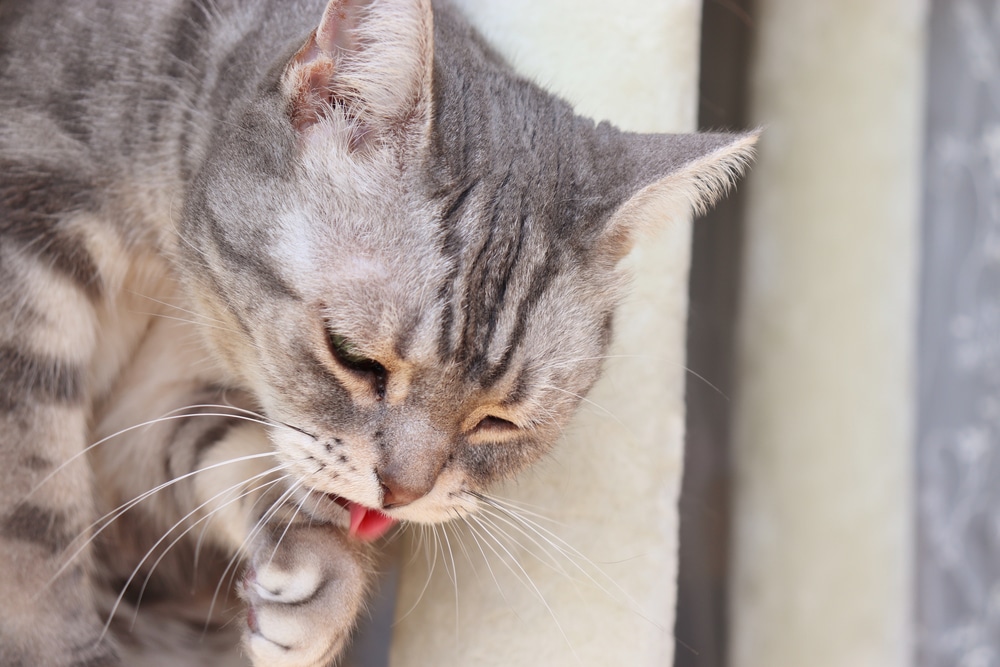 Cat experiencing vomiting symptoms, illustrating a common sign of digestive upset or an underlying health condition that may require veterinary attention.