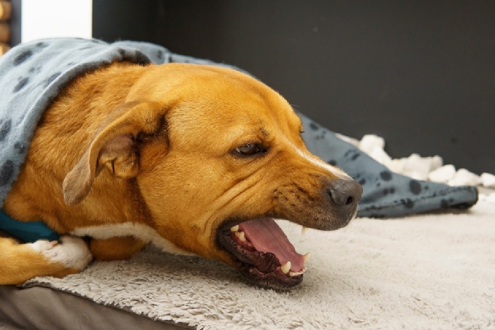 Cozy dog yawning while resting — relaxed pet at home, veterinary wellness care tips