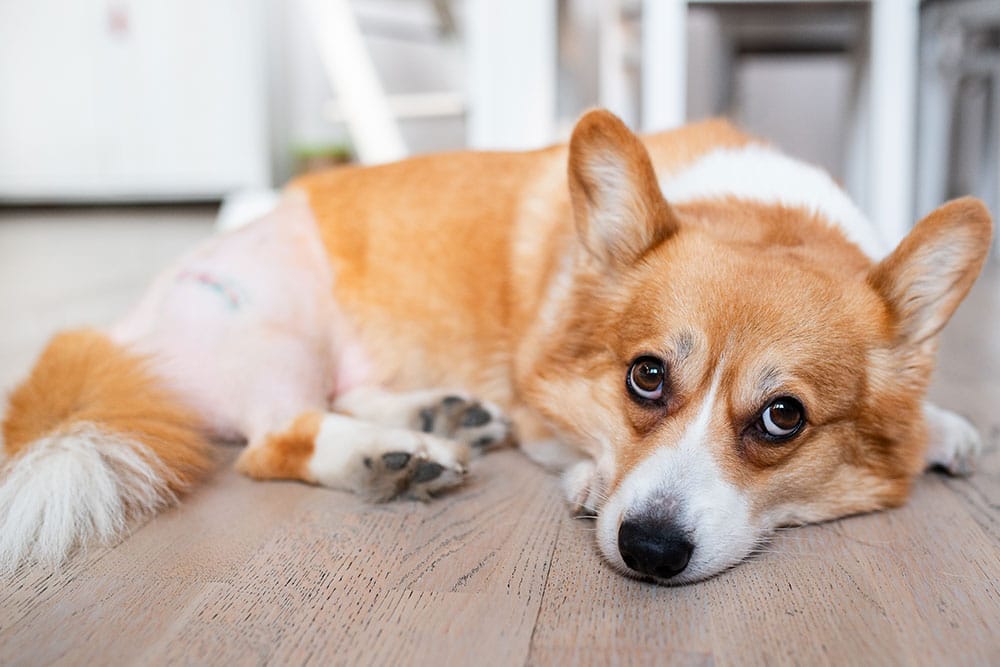 Cute Corgi puppy lying down — puppy wellness and veterinary care in Summerville, SC