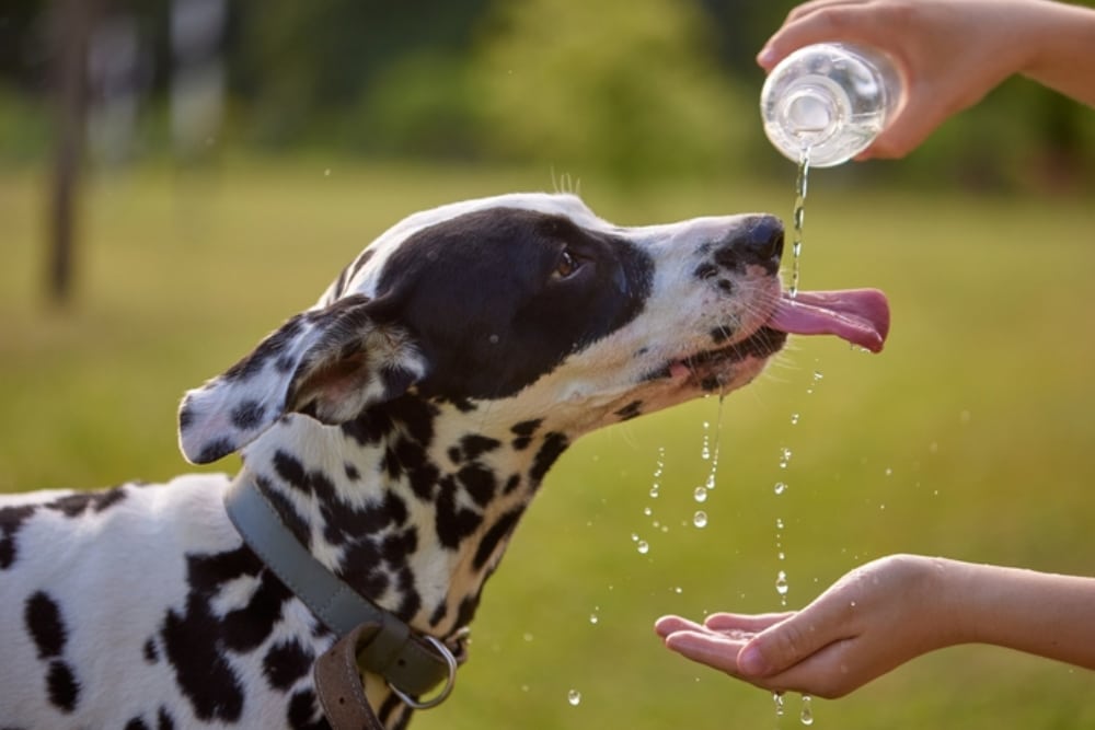 Dalmatian dog drinking water from a bowl — pet hydration and wellness care