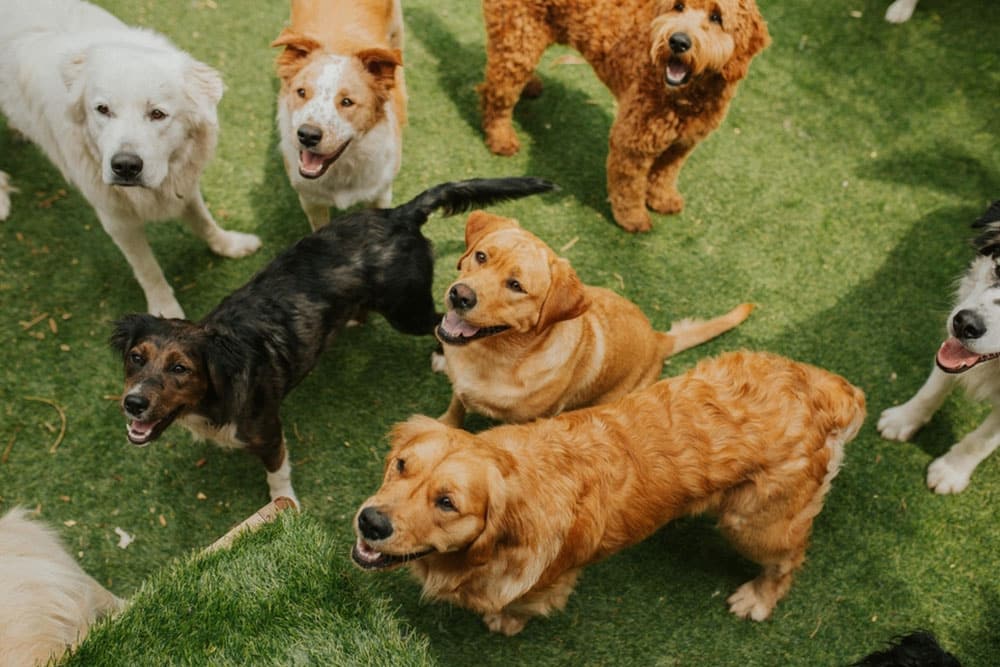 A high-angle wide shot of a group of diverse dogs of various breeds and sizes standing, playing, and looking up attentively together on a green artificial turf lawn at a doggy daycare.