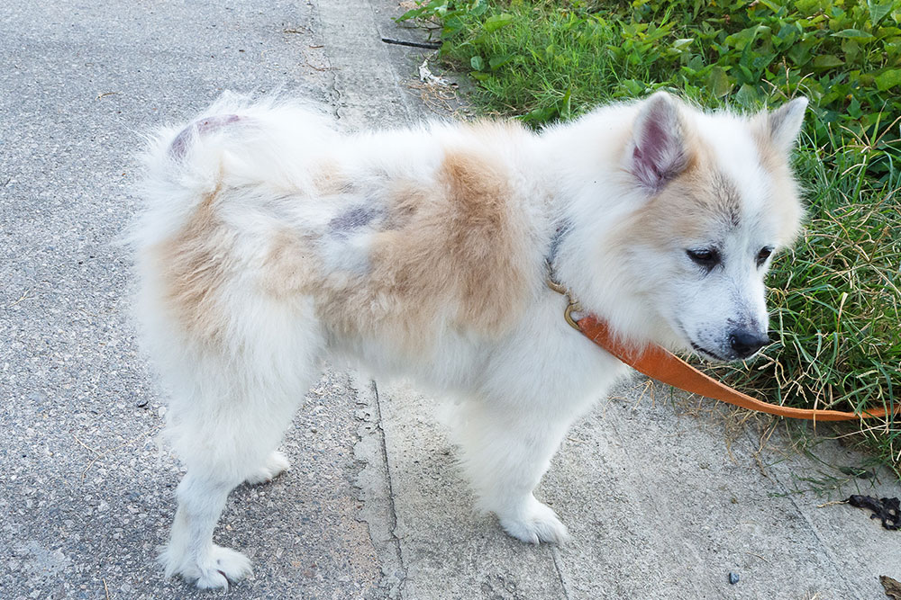 Fluffy dog with patchy coat being examined — diagnosing skin and coat issues in dogs