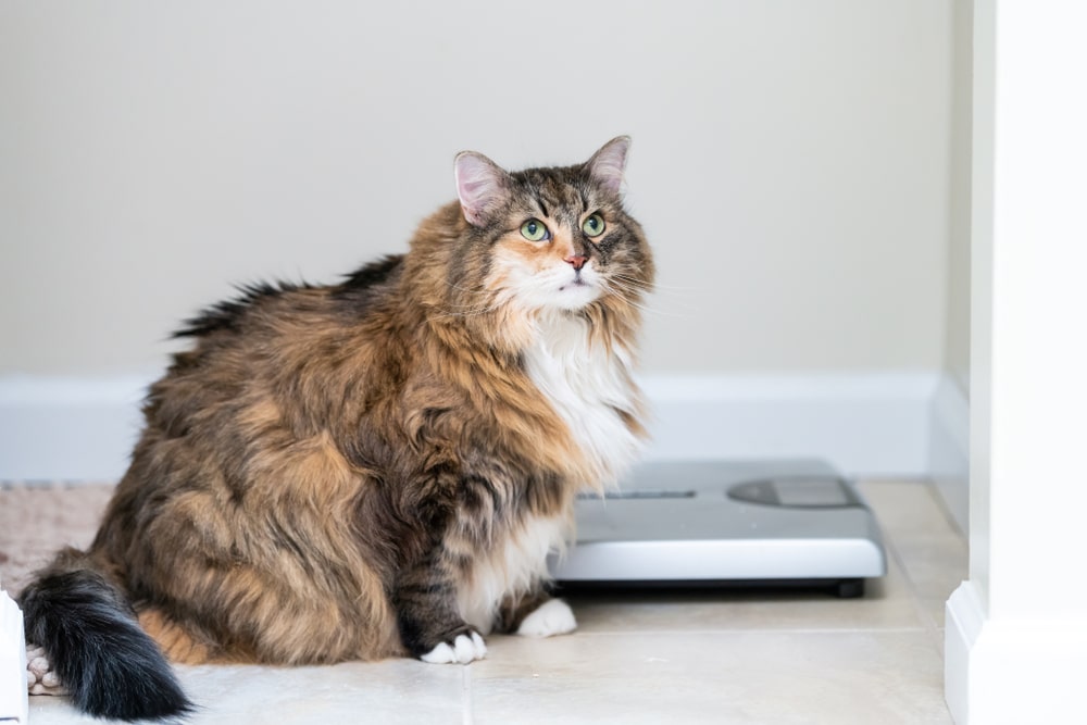 Maintaining a healthy weight in cats at the vet clinic.