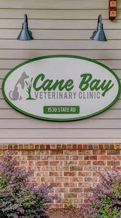 Veterinary team member caring for a pet at Cane Bay Veterinary Clinic in Summerville, SC
