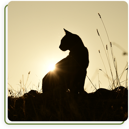 Veterinary hospice and euthanasia care services overview at Cane Bay Vet Clinic
