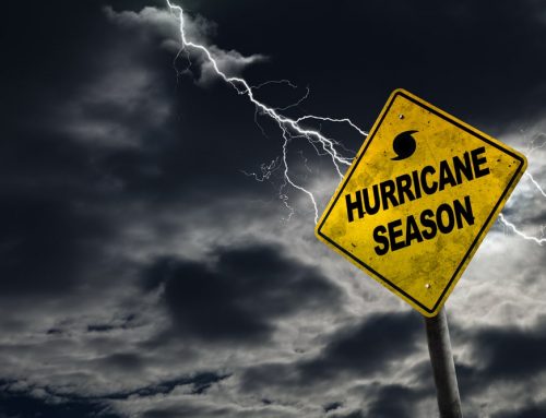 Hurricane Season Prep for Pets: Keeping Your Dog or Cat Safe Before, During, and After the Storm