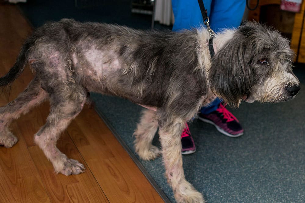 Malnourished dog receiving veterinary care — recognizing and treating malnutrition in dogs