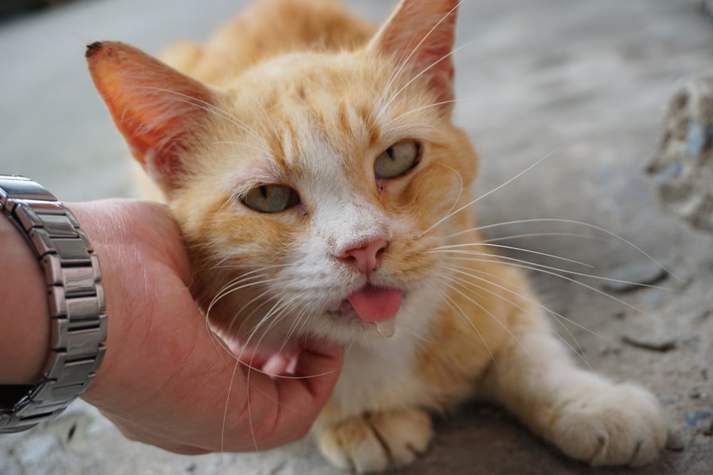 Playful orange cat in an active pose — feline health and enrichment care in Summerville, SC