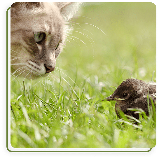 Preventative pet care consultation at Cane Bay Veterinary Clinic in Summerville, SC
