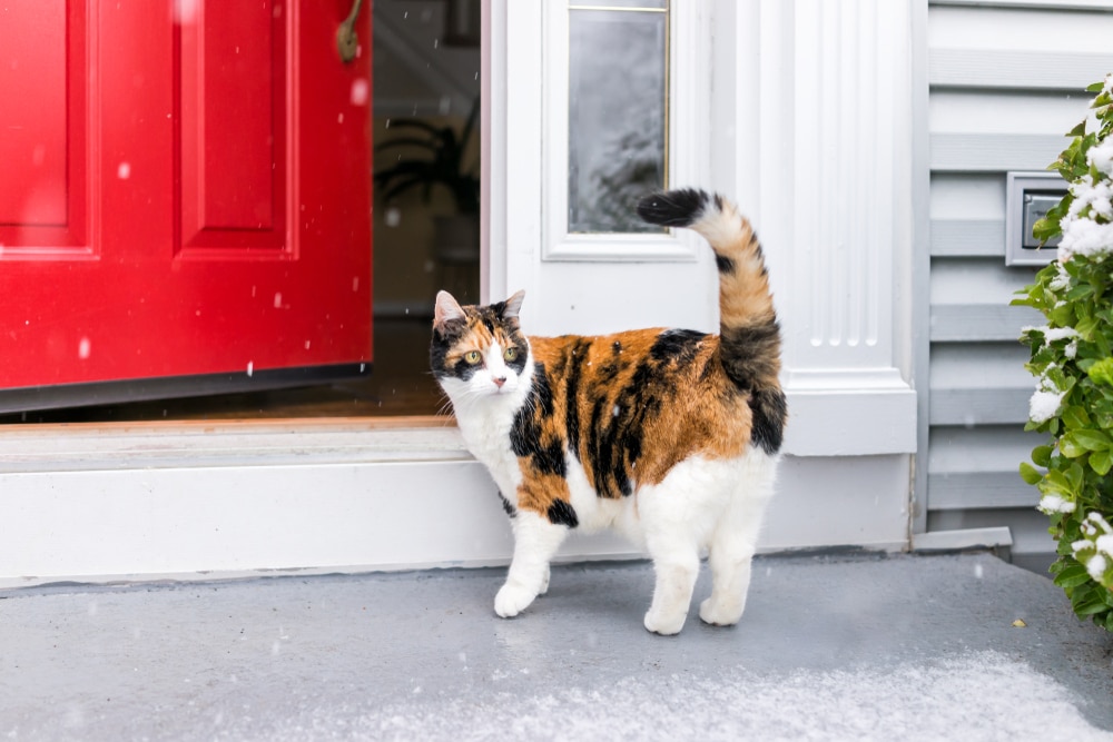 Scared calico cat standing alert with a cautious expression, showing signs of stress, anxiety, or uncertainty.