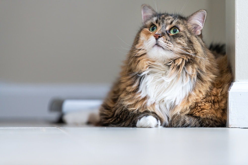 Senior calico Maine Coon cat resting, representing feline senior care services