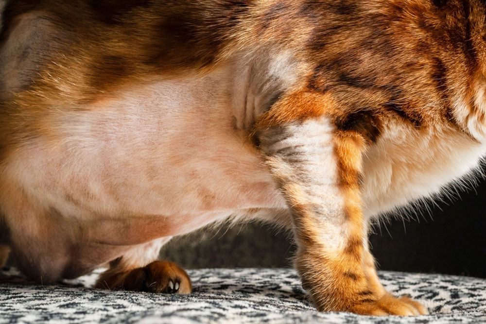 Close-up of a cat’s shaved belly and front legs while standing on a patterned surface.