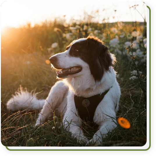 Black and white dog resting in a grassy meadow during golden hour, surrounded by wildflowers and warm sunset light.