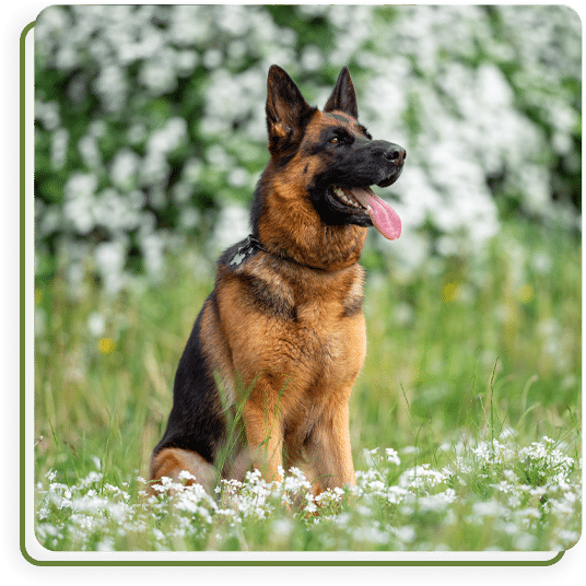 Healthy German Shepherd dog sitting outdoors among white wildflowers and green grass, alert and relaxed in a natural setting.