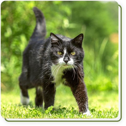 Black and white tuxedo cat walking on green grass in a sunny outdoor setting with a soft-focus garden background.