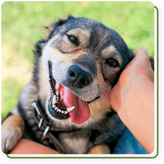 Veterinary staff member caring for a pet patient in the surgery preparation area
