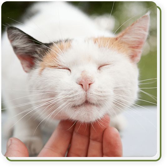 Close-up of veterinary surgical instruments and sterile tools used in pet surgery in Summerville, SC
