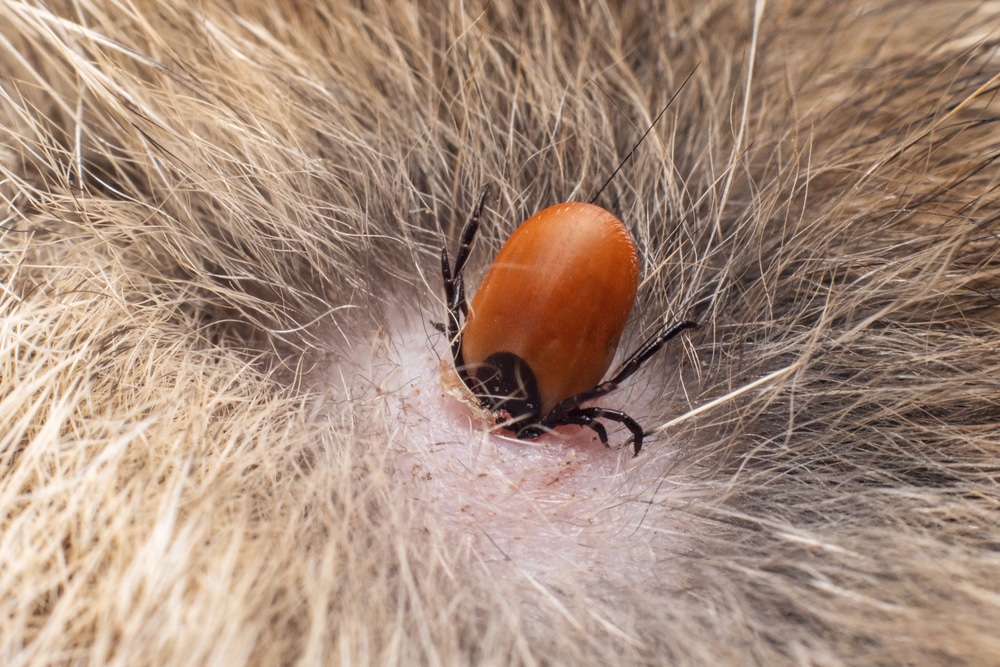 Close-up of a tick embedded in pet skin, highlighting tick infestation risks