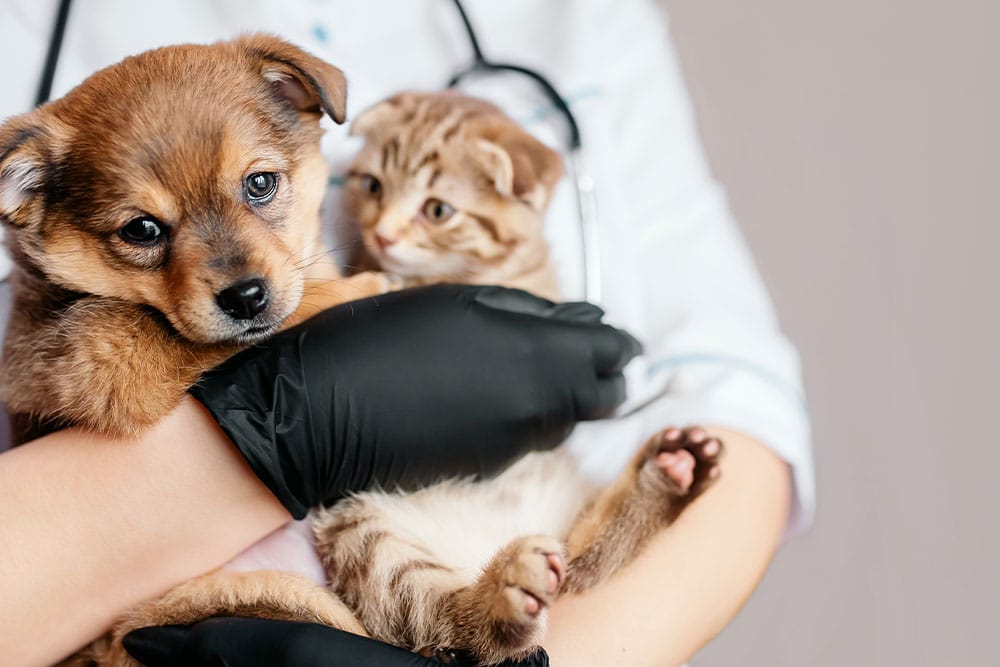 A close-up of a veterinarian in black gloves and a white coat holding a small brown puppy and a tabby kitten.