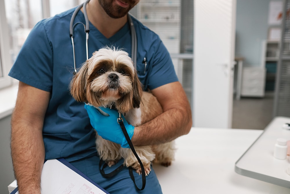 Veterinarian gently examining a dog during a wellness visit at Cane Bay Veterinary Clinic