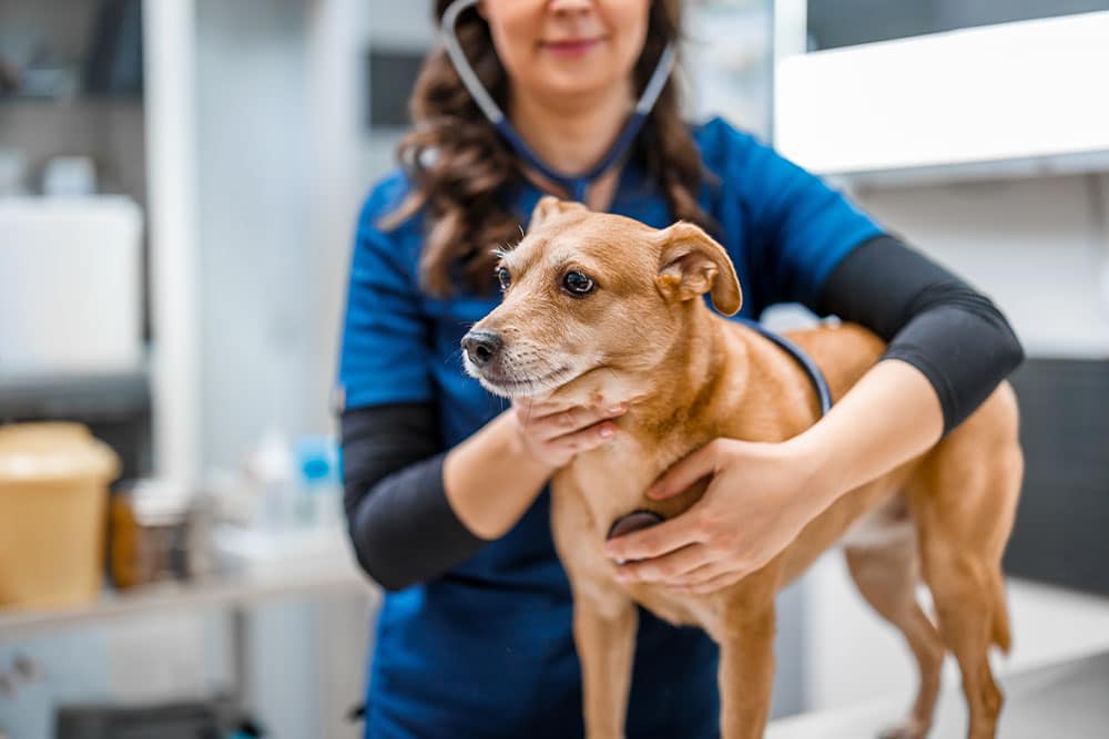 Veterinarian performing a health examination on a brown dog during a routine veterinary clinic visit.