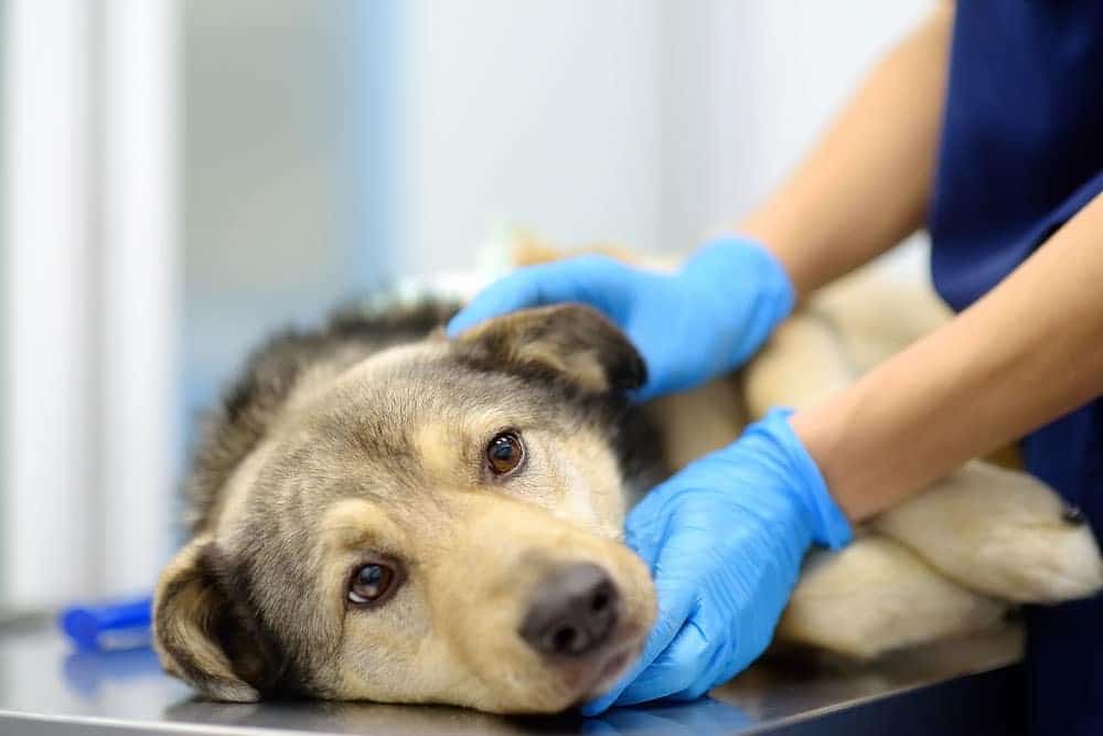 Veterinarian performing a physical examination on a shepherd dog during a routine wellness visit at a veterinary clinic.