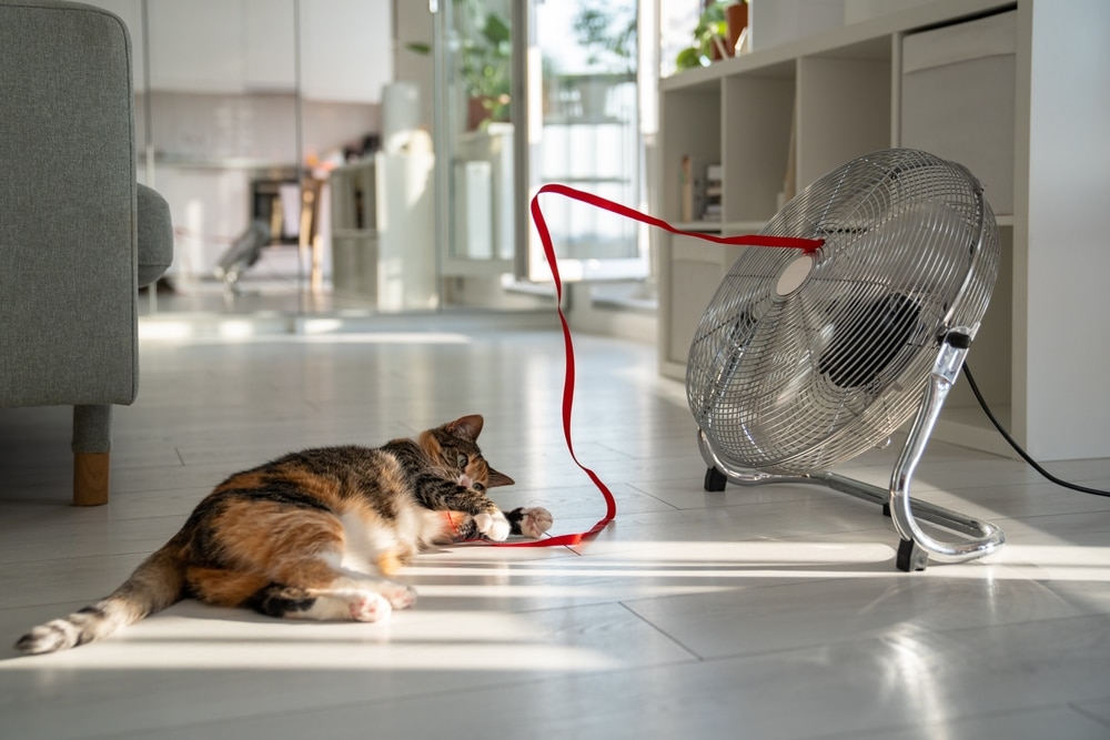 Cat relaxing in a cool indoor environment to stay comfortable and safe during hot summer weather.