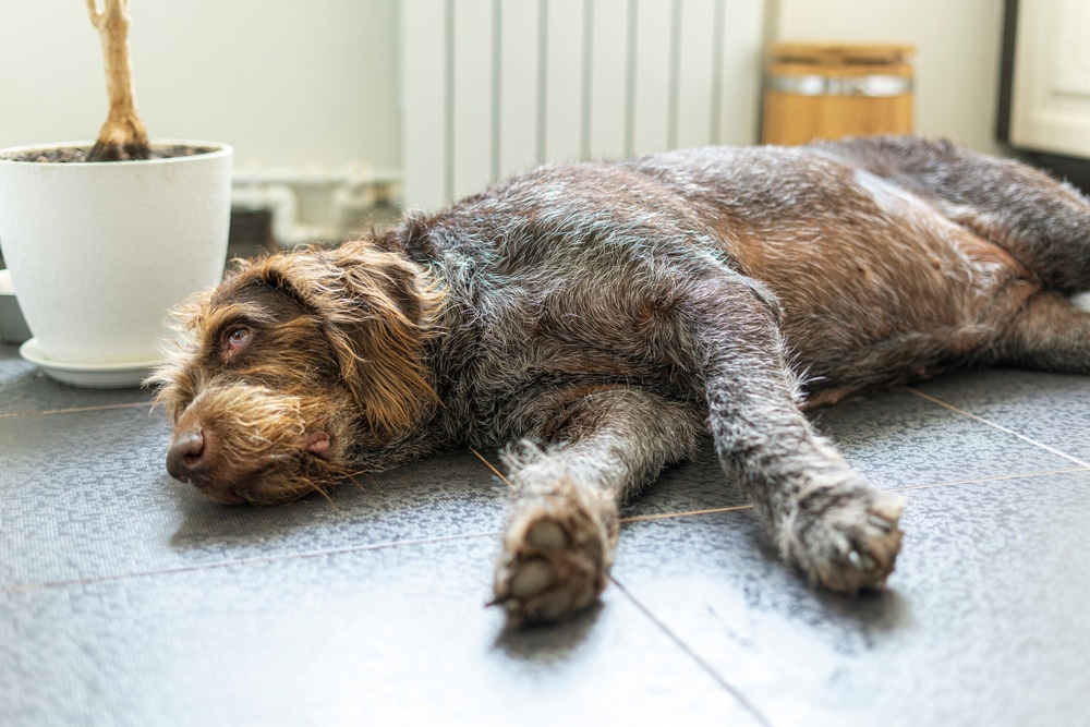 Dog lying on the ground after collapsing, illustrating a potential veterinary emergency that requires immediate medical attention.