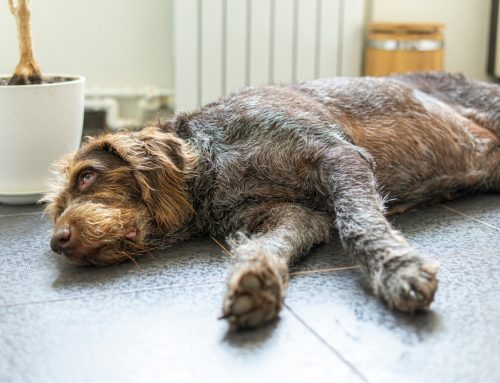 Is a Sweltering Summerville Afternoon Already a Heat Emergency for Your Pet?