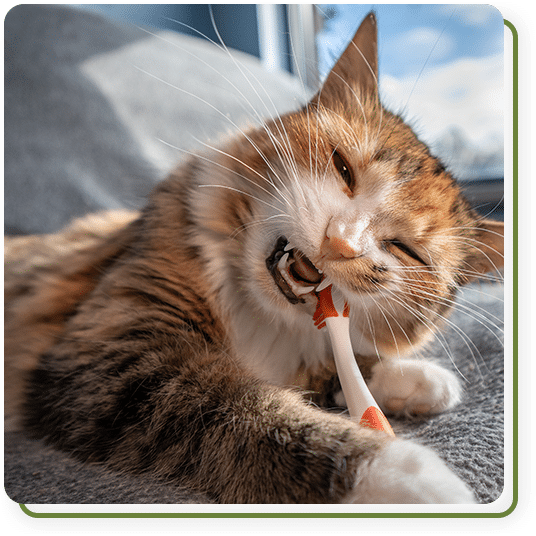 Close-up of a pet's teeth during a veterinary dental exam at Cane Bay Veterinary Clinic
