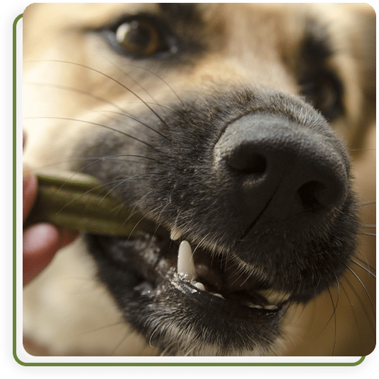 Veterinary dental tools and equipment used for pet teeth cleaning and oral health care
