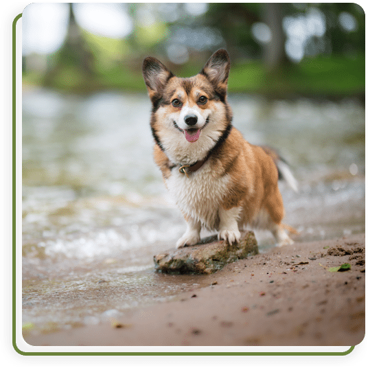 Veterinary team conducting diagnostic screenings to support early detection of pet health conditions
