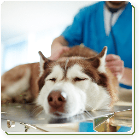 Veterinarian using advanced diagnostic tools to evaluate a pet's health in Summerville, SC
