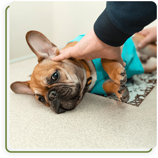 Veterinary technician running diagnostic tests on a pet sample using clinic laboratory equipment
