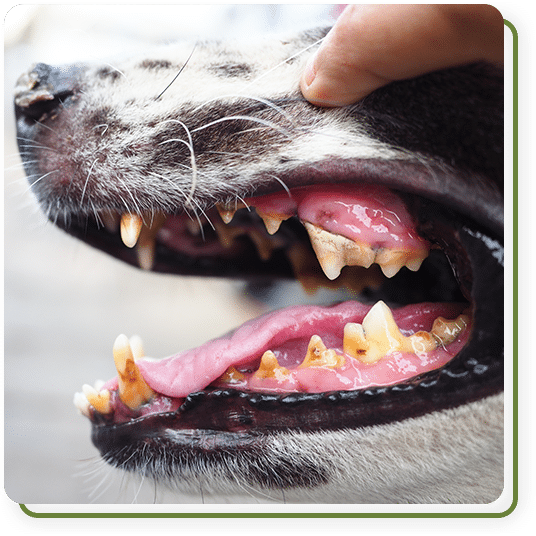 Veterinary team member analyzing pet diagnostic results using in-house lab equipment
