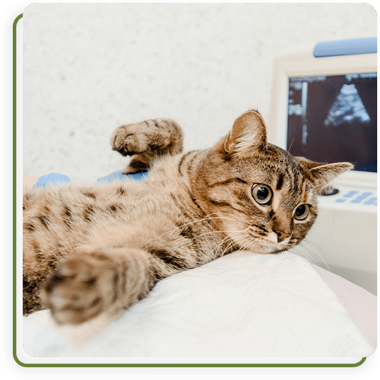 Veterinarian reviewing diagnostic test results for a pet patient at Cane Bay Veterinary Clinic
