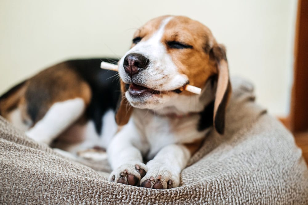 Happy dog chewing a treat — dental health and safe treat tips from Cane Bay Veterinary Clinic