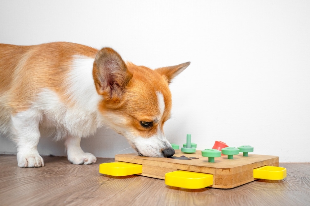 Dog participating in interactive training with its owner to build obedience, confidence, and positive behavior.
