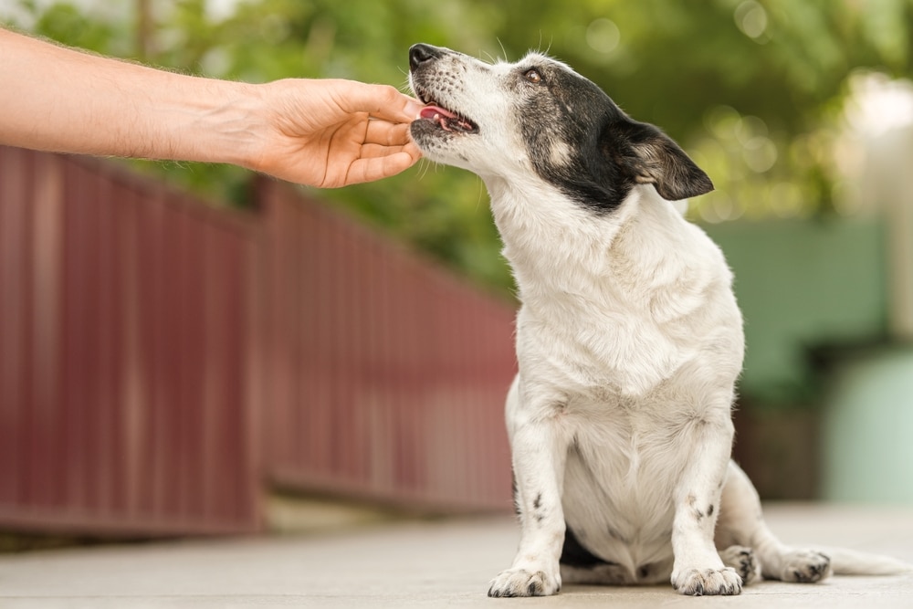 Person giving medicine to a dog for joint pain or arthritis.