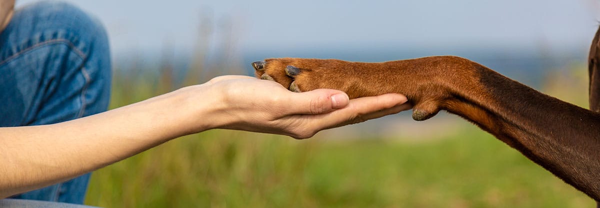 Fear-free veterinary care environment designed to reduce pet stress at Cane Bay Vet Clinic