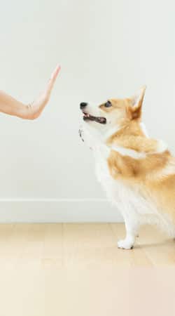 Veterinarian using fear-free methods to gently handle a pet during a wellness visit
