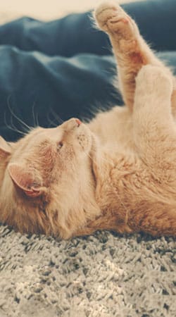 Fear-free veterinary technique supporting a comfortable, stress-free pet exam
