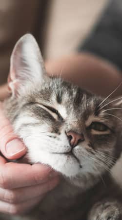 Fear-free pet care environment at Cane Bay Veterinary Clinic promoting low-stress visits
