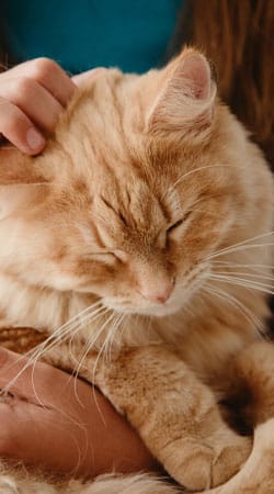 Fear-free veterinary approach helping a relaxed pet during an exam in Summerville, SC
